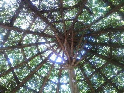 Canopy-Elizabeth Gardens
